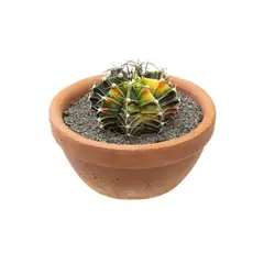 Timlog - Cacto Gymnocalycium Mihanovichii Cuia 08 Planta Natural