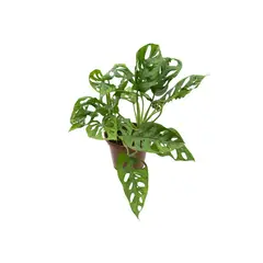Timlog - Monstera Obliqua Adansonii Pote 15 Planta Natural