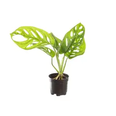 Timlog - Monstera Obliqua Adansonii Pote 06 Planta Natural