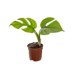 Timlog - Philodendron Minima Pote 06 Planta Natural