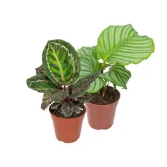 Timlog - Calathea Sortida Pote 12 Planta Natural