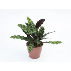 Timlog - Calathea Insignis Pote 12 Planta Natural
