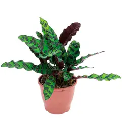 Timlog - Calathea Insignis Pote 12 Planta Natural