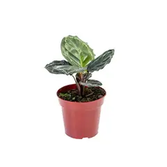 Timlog - Calathea Medallion Pote 12 Planta Natural