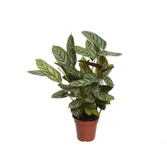 Timlog - Calathea Exótica Pote 12 Planta Natural