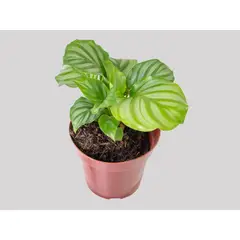 Timlog - Calathea Orbifolia Pote 12 Planta Natural