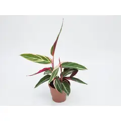 Timlog - Calathea Trialstar Pote 12 Planta Natural