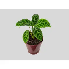Timlog - Calathea Zebrina Pote 12 Planta Natural