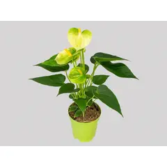 Timlog - Antúrio Vanilla Pote 09 Planta Natural