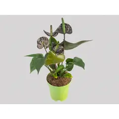 Timlog - Antúrio Black Love Pote 09 Planta Natural