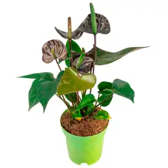 Timlog - Antúrio Black Love Pote 09 Planta Natural