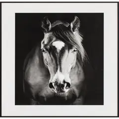 Just Home Collection - Quadro Caballo 40x50