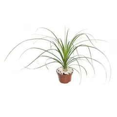 Timlog - Beaucarnea Recurvata P11