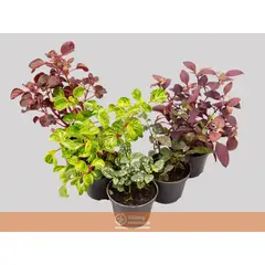 Timlog - Plantas Ornamentais P11