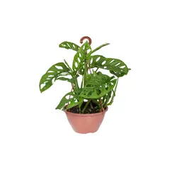 Timlog - Monstera Obliqua Adansonii C18