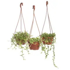 Timlog - Planta Pendente Variado C13