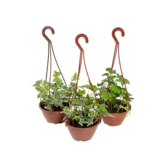 Timlog - Hedera Variado C13