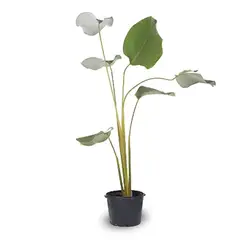 Timlog - Maranta Charuto P24