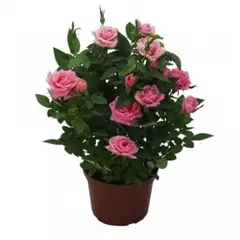 Timlog - Roseira Mini P15