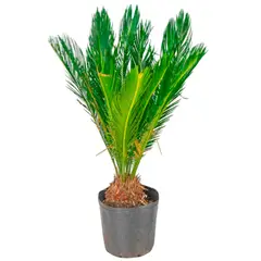 Timlog - Cycas 1 Metro