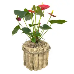 Timlog - Anthurium Premium P17