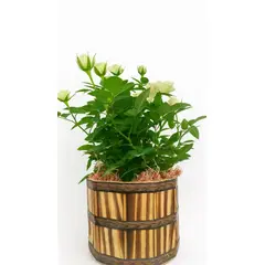 Timlog - Roseira Premium P13