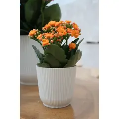 Okla - Vaso Cachepo Talin 14x13,3cm Off White
