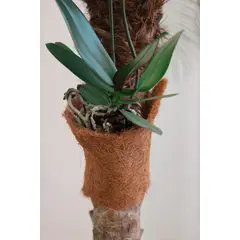 Top Garden - Fibra de Coco 16x95cm