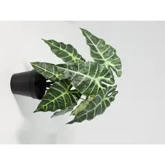 Just Home Collection - Planta Artificialificial Alocasia
