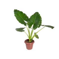 Timlog - Alocasia Macrorrhizos P30