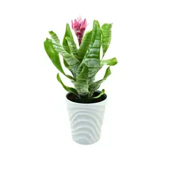 Timlog - Aechmea Fasciata Pote 12 Vaso Cerâmico