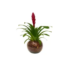 Timlog - Bromelia Vrisea Pote 12