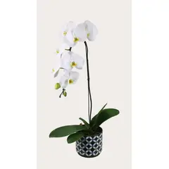 Timlog - Orquídea Phalaeneopsis Cascata 1 Haste Pote 15 Vaso Cerâmico