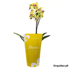 Timlog - Orquídea Phalaeneopsis Pote 09 Florim