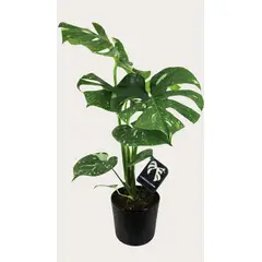 Timlog - Monstera Thai Constelation Pote 17 Vaso Cerâmico