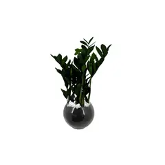 Timlog - Zamioculca Black Pote 17 Vaso de Vidro