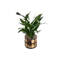 Timlog - Spathyphillum Pote 15 Cachepot Madeira