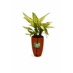 Timlog - Dieffenbachia Pote 24 Brota