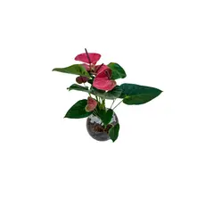 Timlog - Anthurium Pote 15 Vaso de Vidro