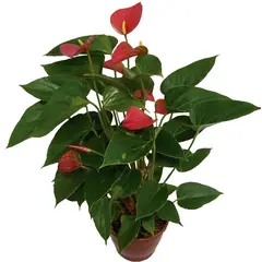 Timlog - Antúrio Andraeanum Pote 15 Planta Natural