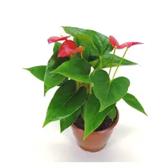 Veiling Holambra - Anthurium Porte 12