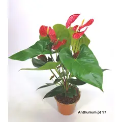 Timlog - Antúrio Andraeanum Pote 17 Planta Natural