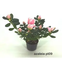 Veiling Holambra - Azaléia Pote 09