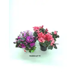 Veiling Holambra - Azaléia Pote 14