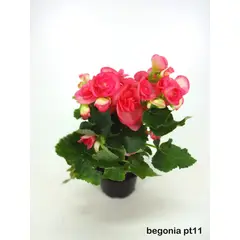 Veiling Holambra - Begonia Pote 11