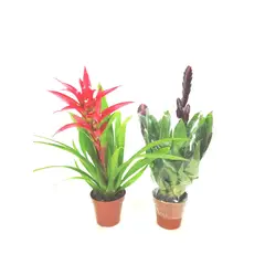 Timlog - Bromélia Imperial Alcantarea Pote 14 Planta Natural