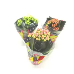 Timlog - Calandiva Kalanchoe Pote 06 Planta Natural