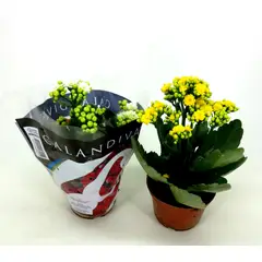 Timlog - Calandiva Kalanchoe Pote 09 Planta Natural