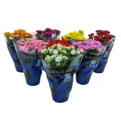 Timlog - Calandiva Kalanchoe Sortida Pote 11 Planta Natural