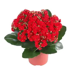 Timlog - Calandiva Kalanchoe Pote 15 Planta Natural